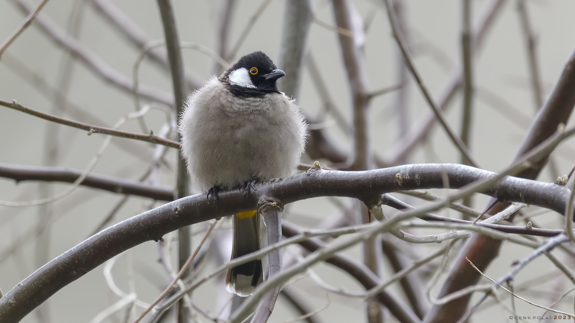 White-eared Bulbul